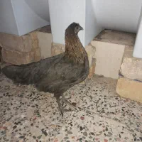 مرغ