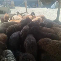 میش افشاری سرخ آبستن