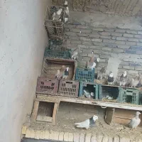 کفتر|پرنده|زاغه, |دیوار