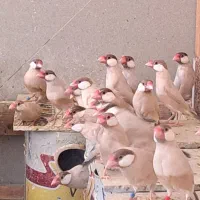 ۵۰ جفت نرگسی شکلاتی رو تخم و جوجه