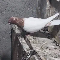 چندتا‌کبوترناجلد|حیوانات|شاهرود, |دیوار