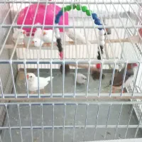 پرنده|پرنده|تهران, زرگنده|دیوار