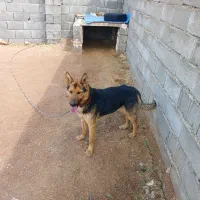 سگ ژرمن نر یک ساله مناسب برای خانواده