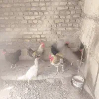 دوتا خروس سفید سیاه