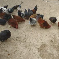 پنج عدد خروس