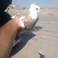 طوقی عروسک|پرنده|بم, |دیوار