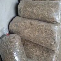 ذرت علوفه ای