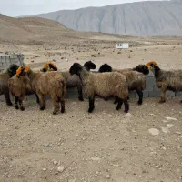 میش دوبر بختیاری|حیوانات مزرعه|شیراز, محمدیه|دیوار