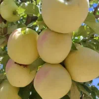 تناژ۴برابری می‌خوای تماس بگیر