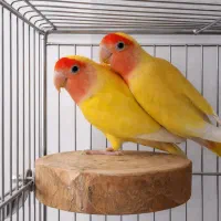 طوطی برزیلی چشم شرابی