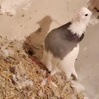 کبوتر طوقی|پرنده|دلبران, |دیوار