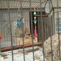 جوجه سهره نر بهاره|پرنده|رباطکریم, الارد|دیوار