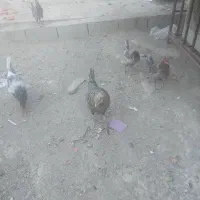 تعدادی مرغ و خروس به فروش میرسد|حیوانات مزرعه|چمران, |دیوار