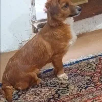 سگ اشپیتز|سگ|رشت, دروازه لاکان|دیوار