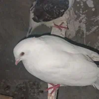 کبوتر|پرنده|نورآباد ممسنی, |دیوار