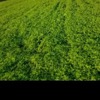 جعفری تازه ارگانیک کیلوی ۸ تومن