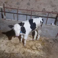 گوساله سیمنتال نر