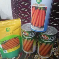 بذر هویج