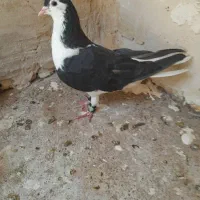 تعدادی گرفتنی