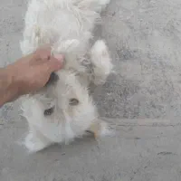 سگ پاکوتاه شیتزو