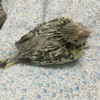 جوجه عروس هلندی