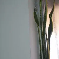 فروش گل سانسوریا