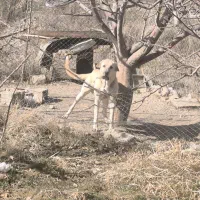 سگ عراقی اصل شش دانگ