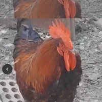 خروس