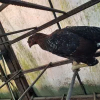 لاری|پرنده|رودسر, |دیوار