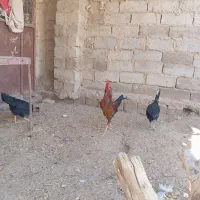 مرغ و خروس|حیوانات مزرعه|زهک, |دیوار