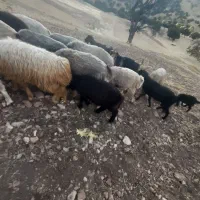 میش بره