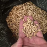 فروش بذر  سدروس