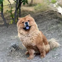 سگ چاوچاوو