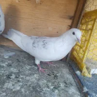 کفتر پرشی|پرنده|کهریزک, |دیوار