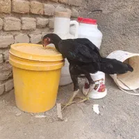 جوجه خروس لاری اصل