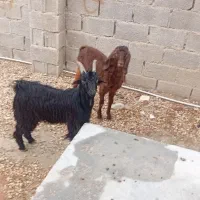 کهره نر مخصوص درخونه|حیوانات مزرعه|ارد, |دیوار