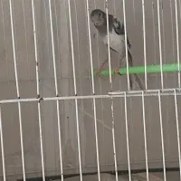 قناری یکسرمست مست ماده سرخ برفکی