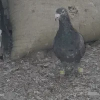 سار شکلاتی مقبول کفتر بم به ضمانت|پرنده|فریمان, |دیوار