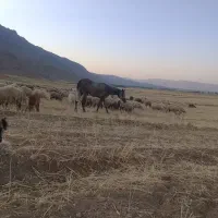 مادیان