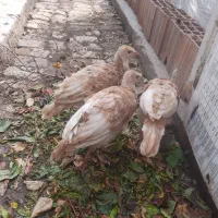 جوجه بوقلمون بیوتی
