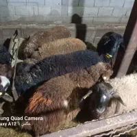 بره ماده هترو