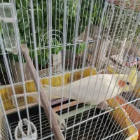 عروس هلندی لوتینیو زعفرانی ماده جوان