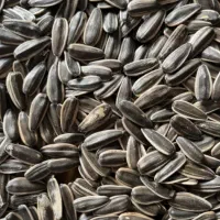 انواع تخمه برای طوطی