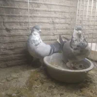 کبوتر بدرنگ گلین گچی