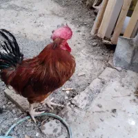 خروس محلی|حیوانات مزرعه|کرمانشاه, |دیوار