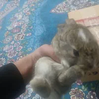 حیوانات وا گذاری