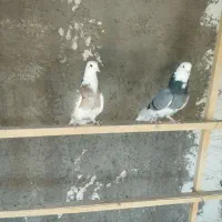 نره هما|پرنده|آران و بیدگل, |دیوار