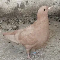 ماده زرد