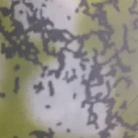 باغچه.منطقه دهگلان