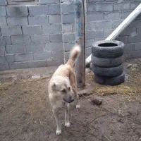 سگ محلی|سگ|فیروز, |دیوار